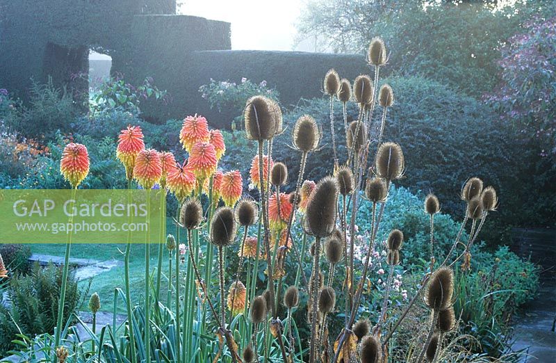 Autumn border with Kniphofia rooperi and Dipsacus fullonum - Teasels on a misty autumnal morning at Great Dixter. 