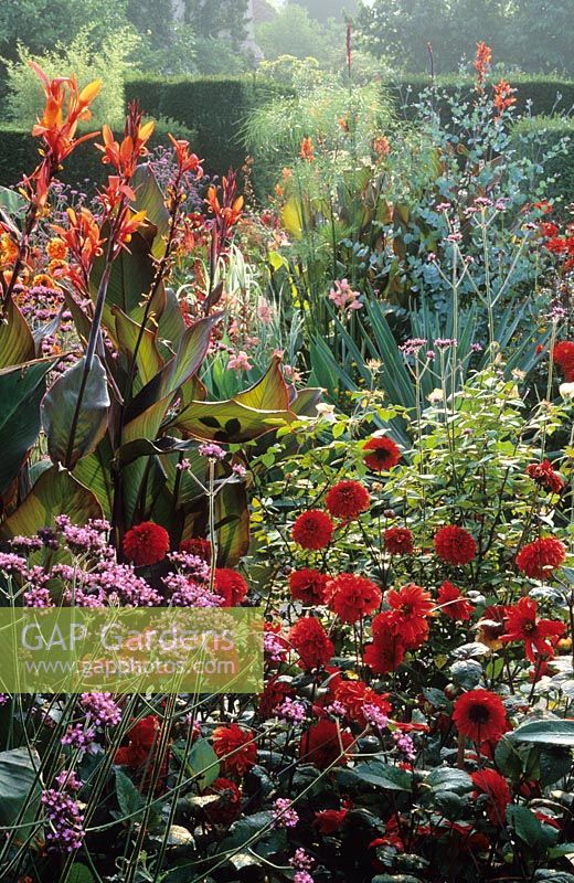 Dahlias and cannas in the exotic garden at Great Dixter. Planting includes Canna indica 'Purpurea', Dahlia 'Grenadier' and Verbena bonariensis
