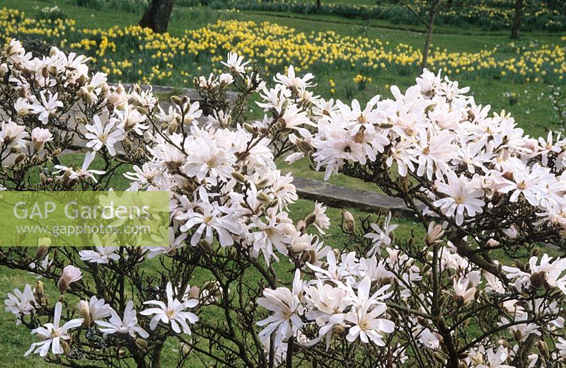 Magnolia stellata - Star magnolia at Great Dixter