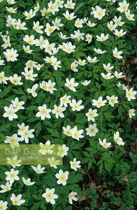 Anemone nemorosa - Windflowers