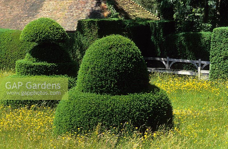 Yew topiary and buttercups (Ranunculus) in the meadow at Great Dixter,  Lutyens bench seat in background.