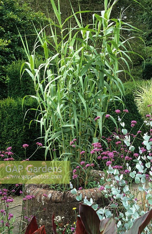 Arundo donax - Giant Reed in an old cattle drinking tank in the exotic garden at Great Dixter.
