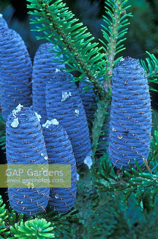 Abies koreana - Korean fir with blue cones in September