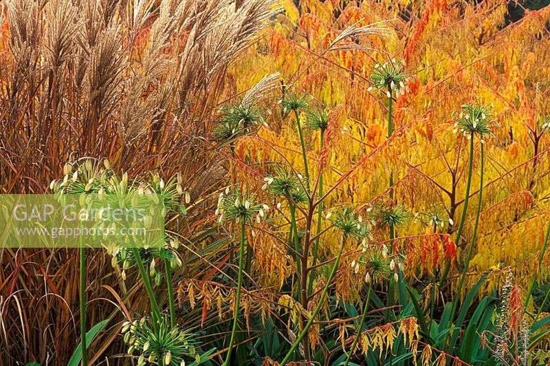 Agapanthus Loch Hope, Miscanthus sinensis 'Ferner Osten' and Rhus typhina 'Dissecta' - View of colourful Autumn border at Foggy Bottom, Bressingham