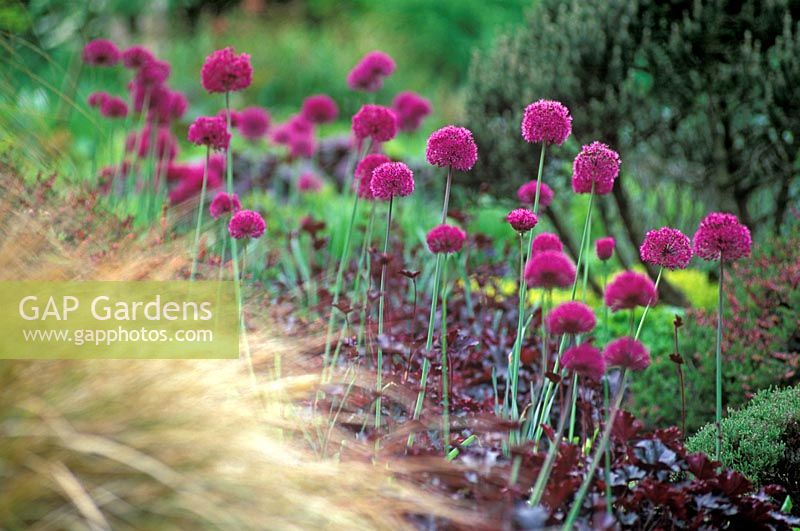 Allium hollandicum 'Purple Sensation' and Heuchera 'Prince' in border