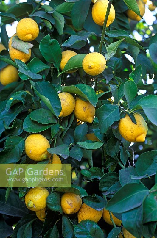 Citris limon - Lemon tree 