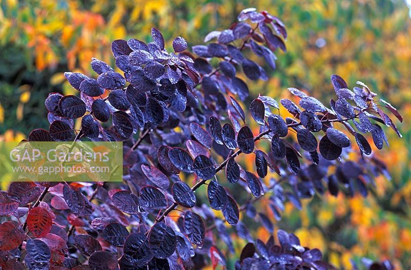 Cotinus coggygria 'Royal Purple' - Smoke Bush