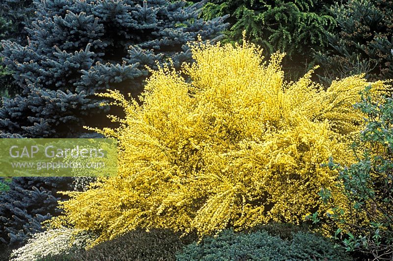 Cytisus x praecox 'All Gold' - Broom against a backdrop of conifers and other shrubs