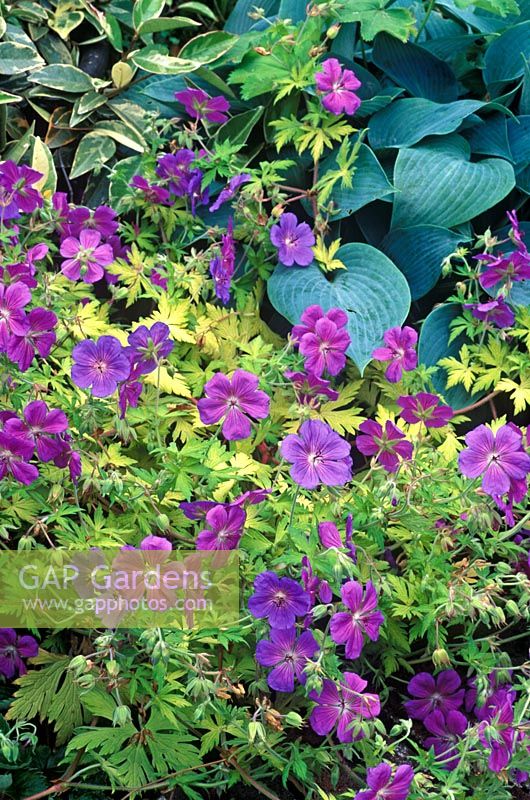 Geranium 'Blue Sunrise' - Geranium with light green foliage and many magenta pink flowers in border