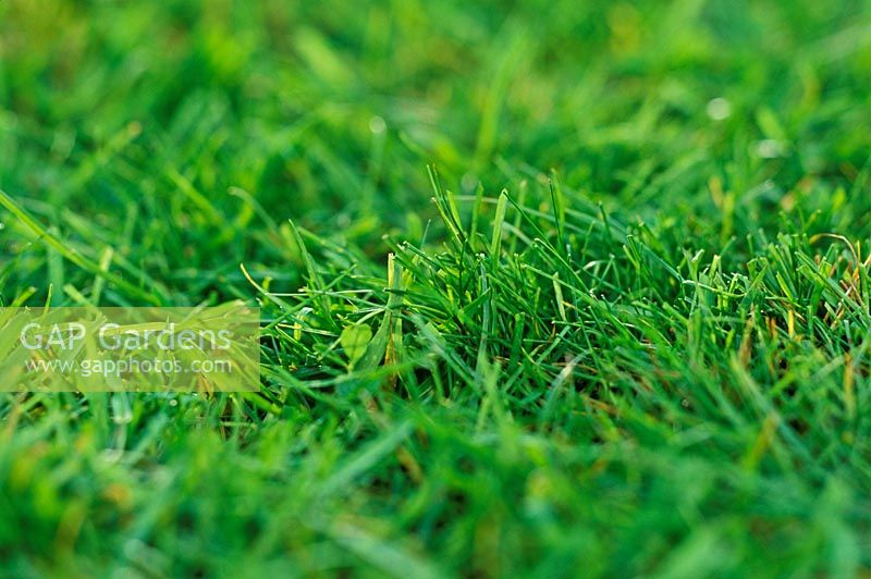 Close up of grass lawn 