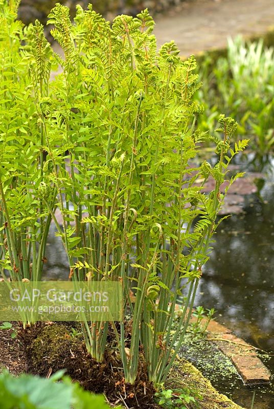 Osmunda regalis - Royal Fern with new young growth in spring