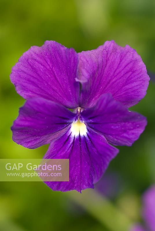 Viola 'Huntercombe Purple'