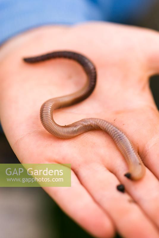 Young boy holding an earth worm