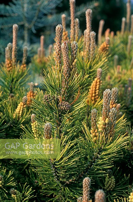 Pinus mugo 'Ophir' - Dwarf Mountain Pine