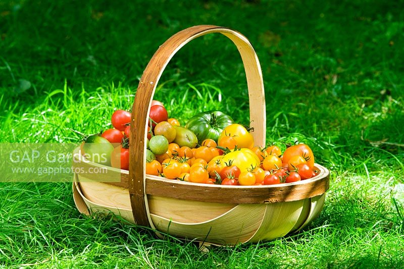Tomatoes in a trug
