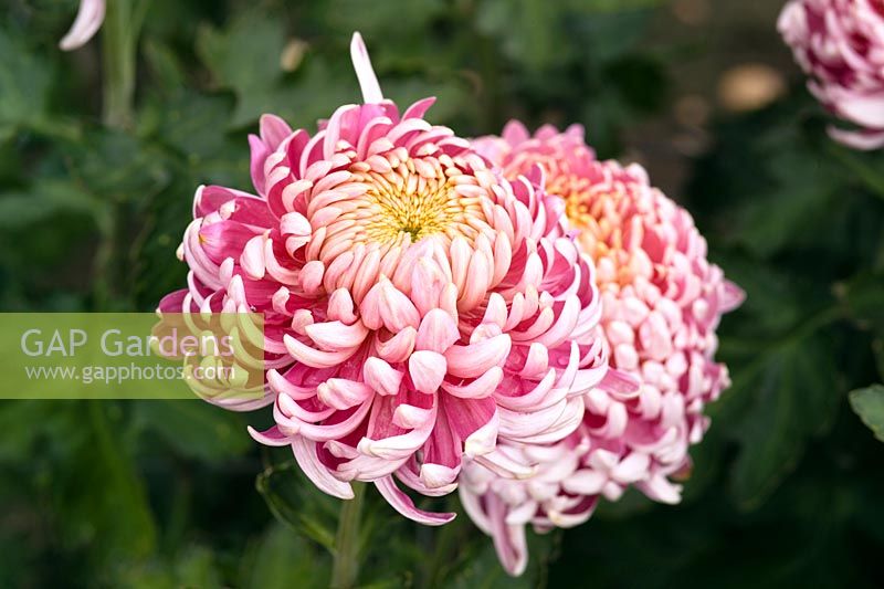 Chrysanthemum 'Margaret Riley'
