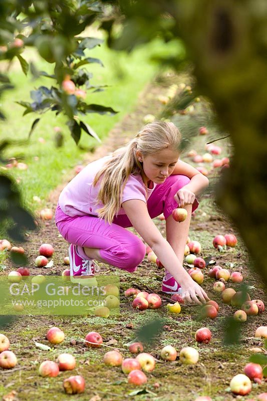 Girl collecting windfall apples - Malus 'Worcester Pearmain'
