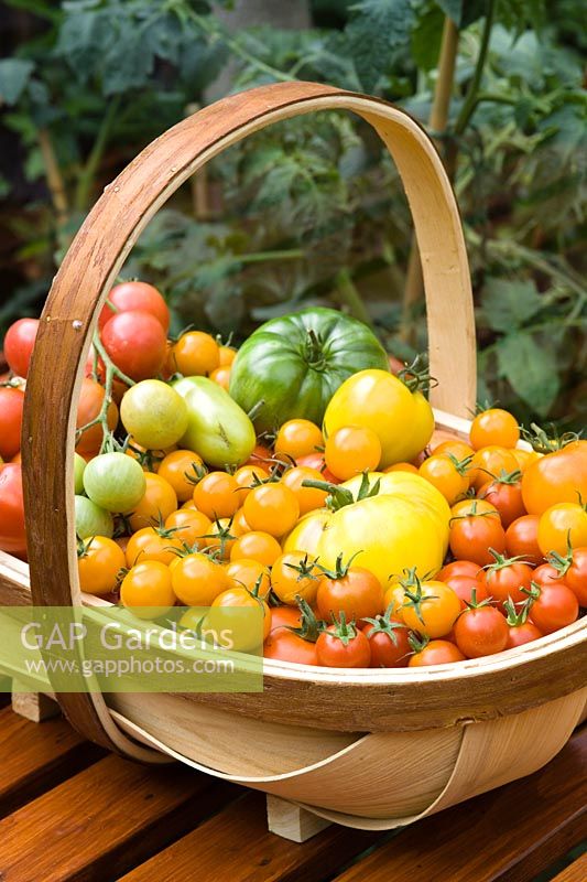 Tomatoes in a trug
