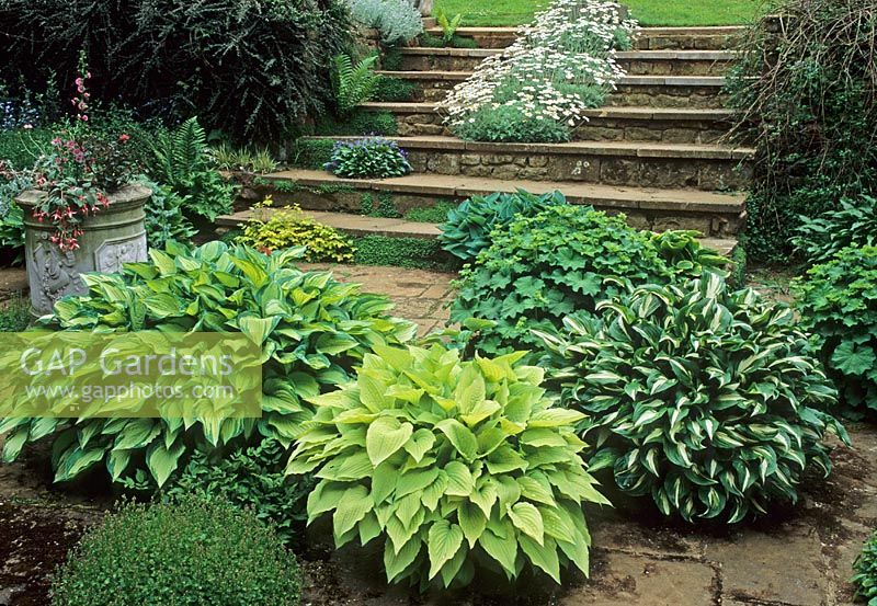 Planted terrace beneath wide steps with four varieties of Hosta and Alchemilla also Fuchsia in planter - Brook Cottage, Alkerton, Oxon
