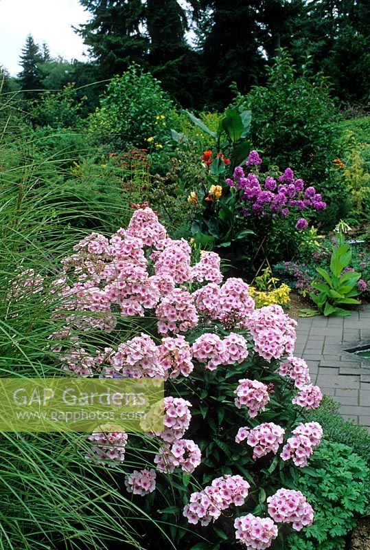 Phlox in border with grass and Geranium

