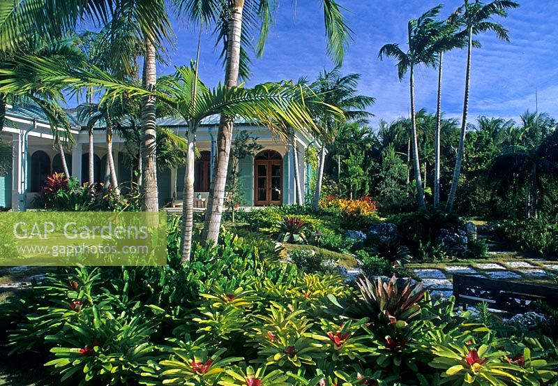 Tropical garden with palm trees - The Bergeron Garden