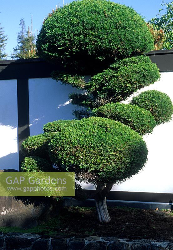 Japanese style garden with cloud pruning of conifer - California USA.