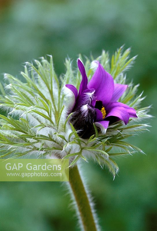 Pulsatilla vulgaris bud opening - Pasque flower