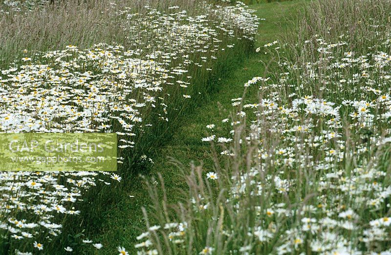 Mown path through Leucanthemum vulgare - Ox-eye daisies at Watch Place 