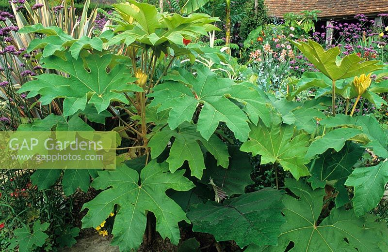 Tetrapanax papyrifer syn Aralia papyrifer, Fatsia papyrifer and T. papyriferus - Rice paper plant, growing with Solanum quitoense in the exotic garden at Great Dixter.