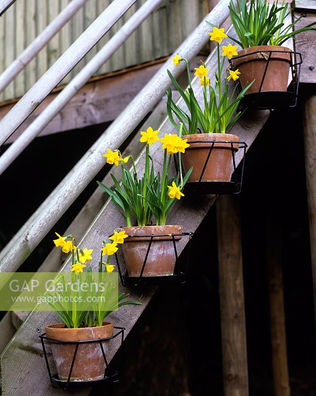 Potted narcissus on stairs