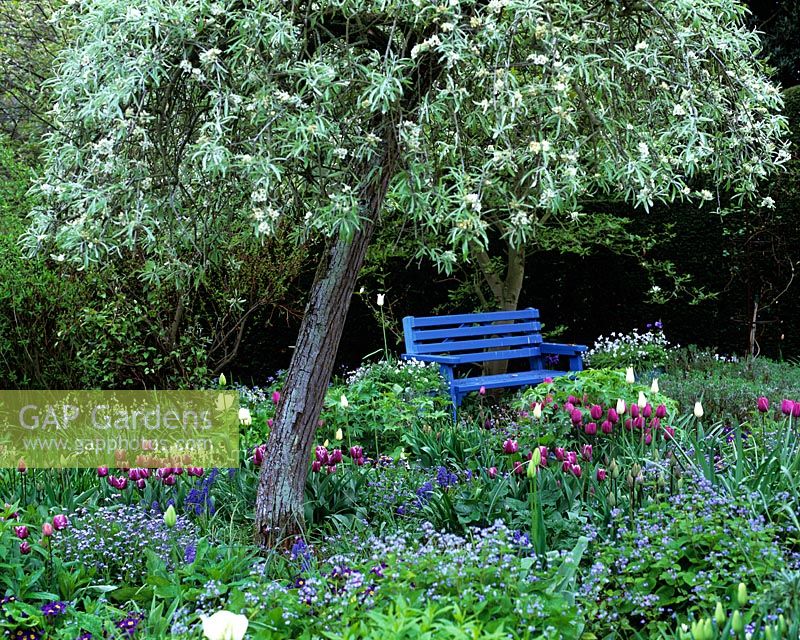 Blue bench under pear tree underplanted with tulips