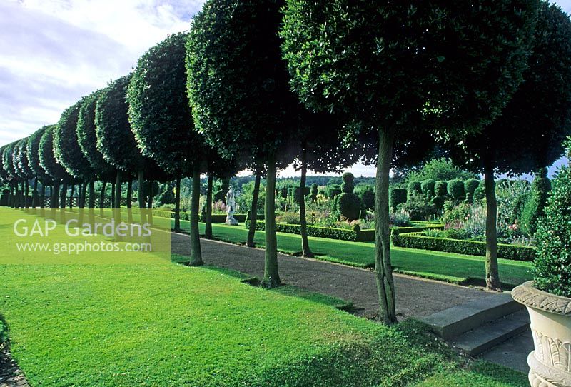 Topiarised allee of Quercus ilex - Evergreen Holm oak lining path in famous formal garden open to the public - Hatfield House, Hertfordshire
