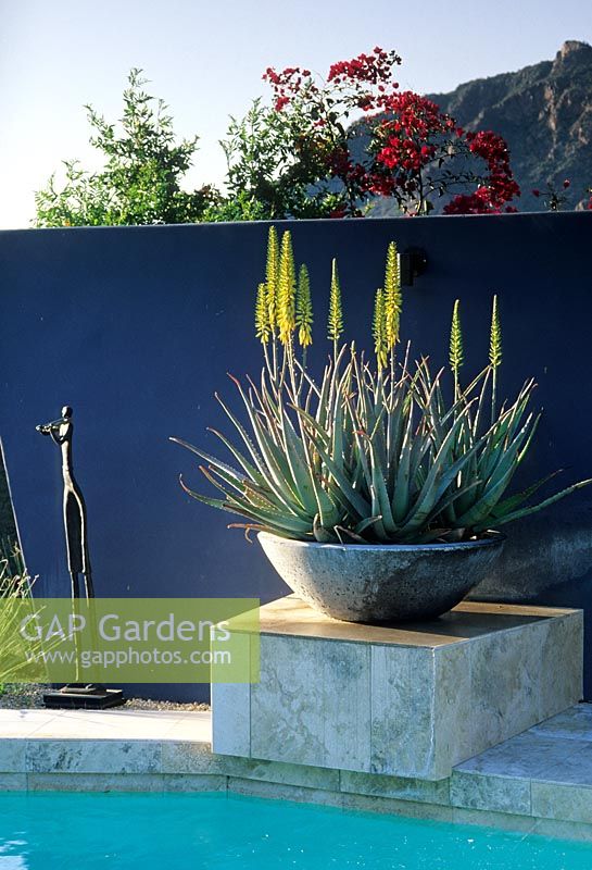 Swimming pool with painted blue wall - Concrete planter and views of the mountains - The Kotoske Garden, Phoenix, Arizona