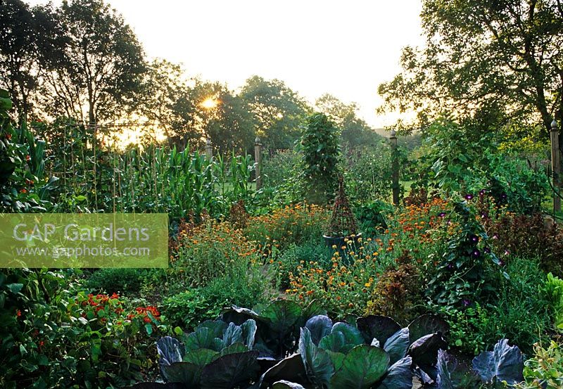 Vegetable garden after sunset with cabbages runner beans and french Marigolds - Pannells Ash Farm West, Essex