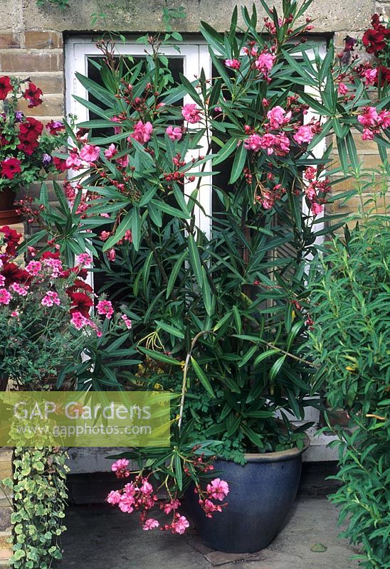 Nerium oleander in a container on patio - London