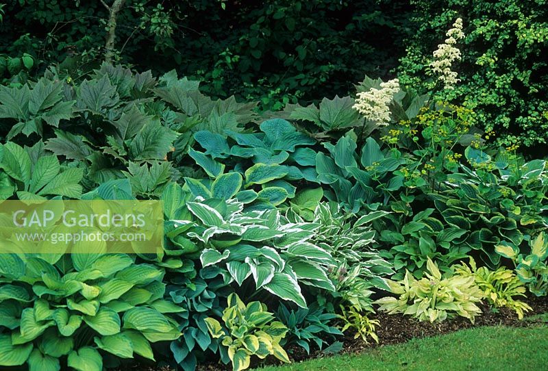 Shady planting of variegated and contrasting colours and sizes of Hosta and Rodgersia beneath trees 