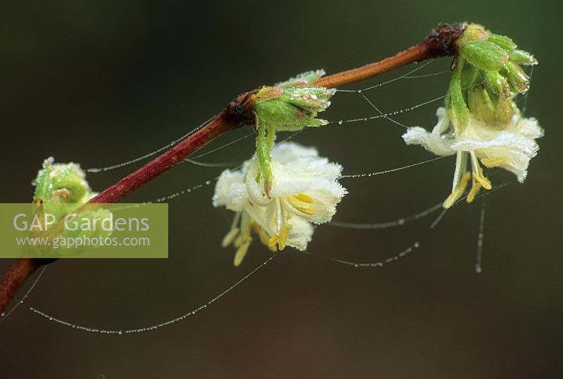 Lonicera x purpusii - Winter Honeysuckle
