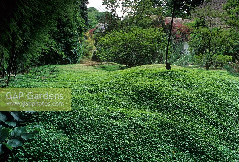 Soleirolia soleirolii used as evergreen ground cover in shady garden