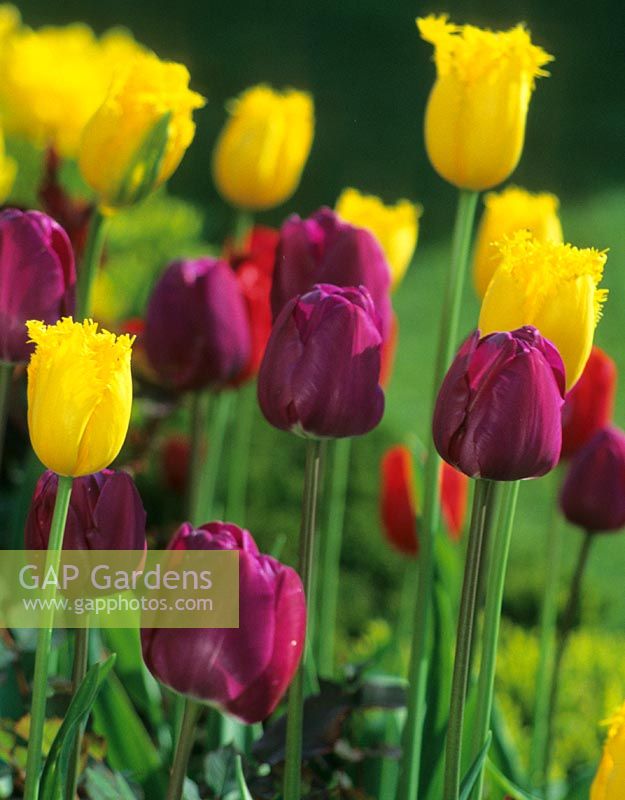 Tulipa 'Fringed Elegance' and Tulipa  Negrita' - Abbey Gardens, Malmesbury, Wilts