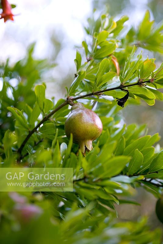 Punica Granatum - Pomegranate 