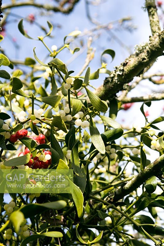 Viscum album - Mistletoe growing on Sorbus 'Pagoda Red'