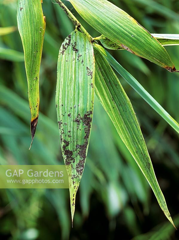 Sooty mould on bamboo leaves - Fungus growing on aphid honeydew