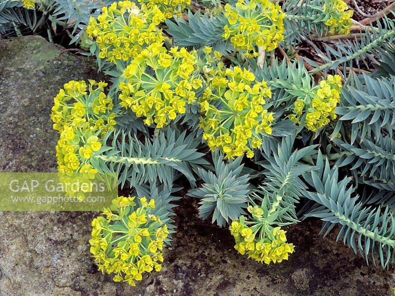 Euphorbia rigida, syn. Euphorbia biglandulosa