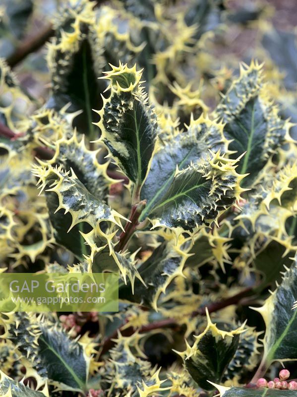 Ilex aquifolium 'Ferox Argentea' - Hedgehog Holly