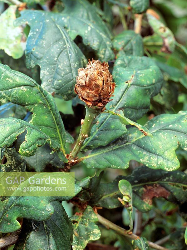Andriscus fecundator - Oak Artichoke gall caused by a gall wasp  