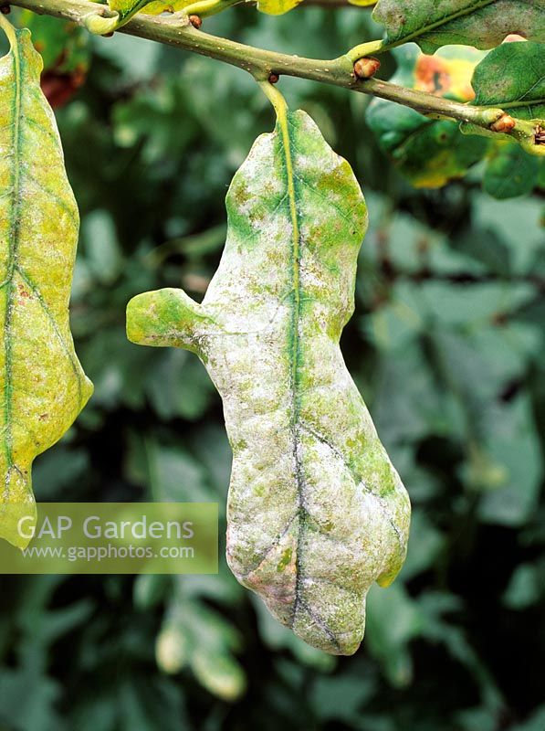 Microsphaera alphitoides - Oak Powdery mildew on Quercus leaves