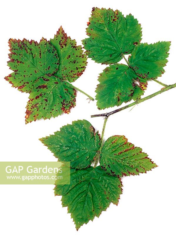 Elsinoe veneta - Raspberry cane and leaf spot - symptoms on Loganberry leaves 

