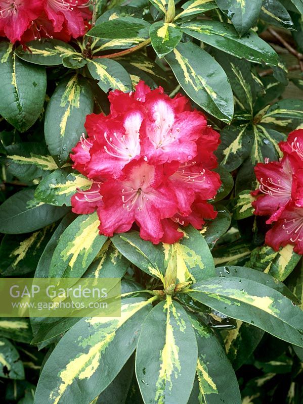 Rhododendron 'President Roosevelt'  