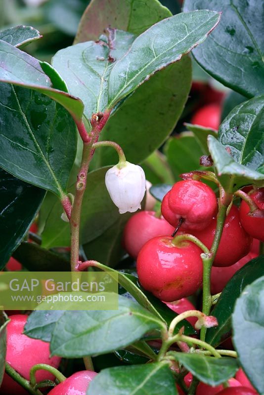 Gaultheria procumbens with flower and berries
