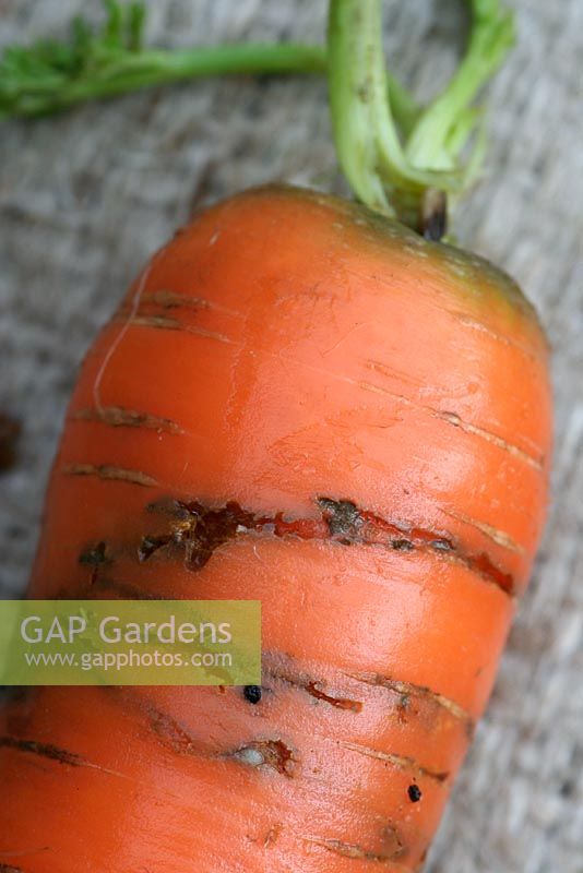 Carrot root fly - Psila rosea damage. The maggot burrows and feeds just beneath the surface. 